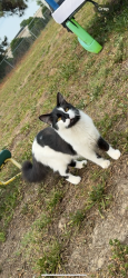 Lost Male Cat last seen Near wakelon st, Zebulon nc, Zebulon, NC 27597