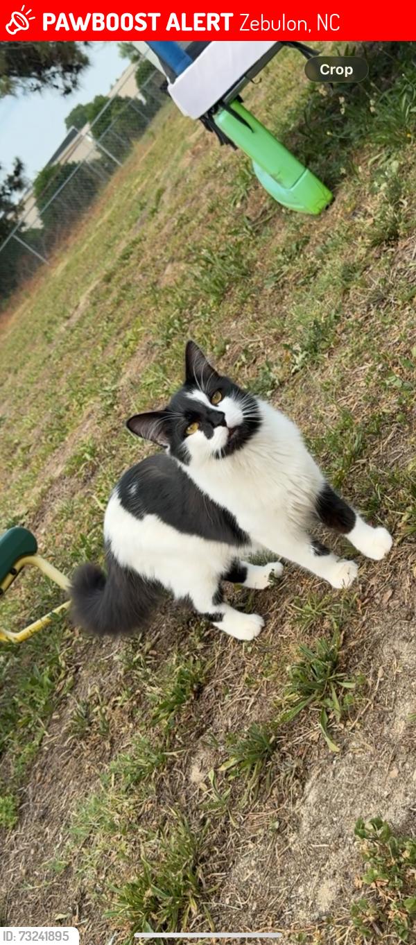 Lost Male Cat last seen Near wakelon st, Zebulon nc, Zebulon, NC 27597