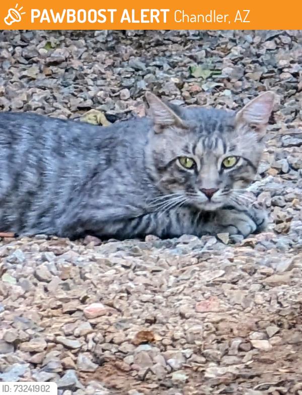 Found/Stray Unknown Cat last seen Riggs and Cooper, Chandler, AZ 85249