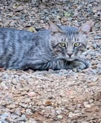 Found/Stray Unknown Cat last seen Riggs and Cooper, Chandler, AZ 85249