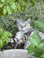 Found/Stray Unknown Cat last seen Melody and ottinger, Keller, TX 76262