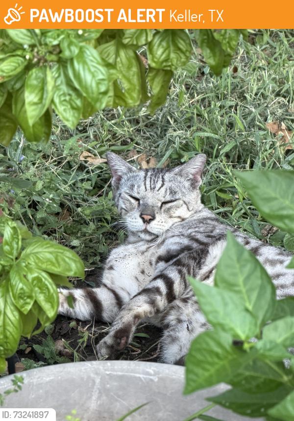 Found/Stray Unknown Cat last seen Melody and ottinger, Keller, TX 76262