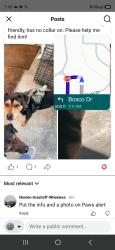 Lost Male Dog last seen Bosco dr, Jacksonville, NC 28540