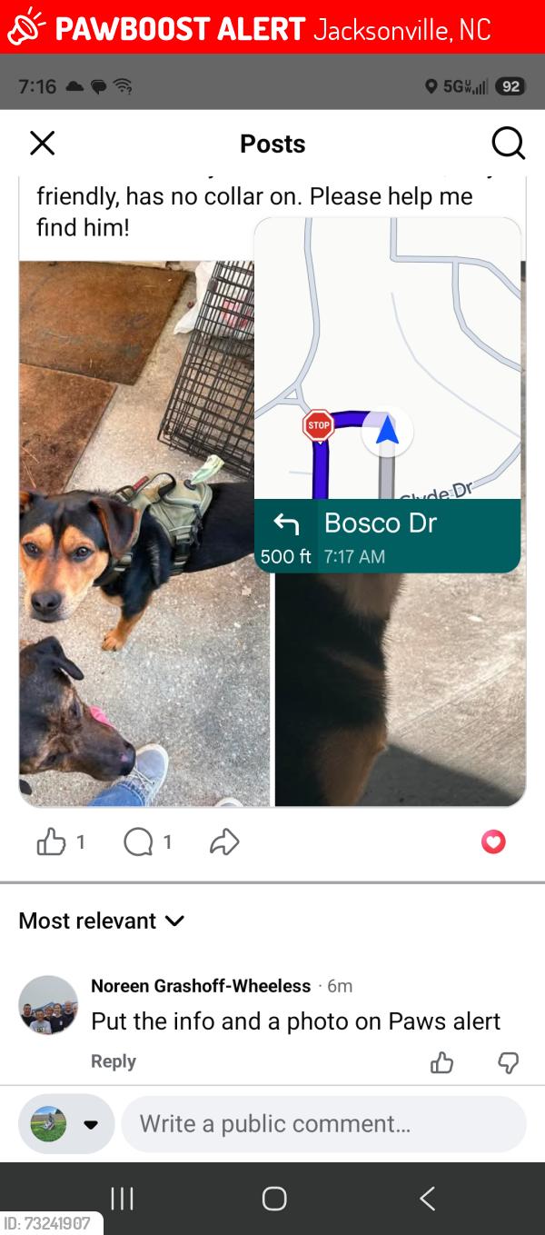 Lost Male Dog last seen Bosco dr, Jacksonville, NC 28540