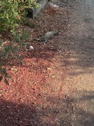 Found/Stray Unknown Cat last seen In alley, north side of rumble, as if hit, Modesto, CA 95350