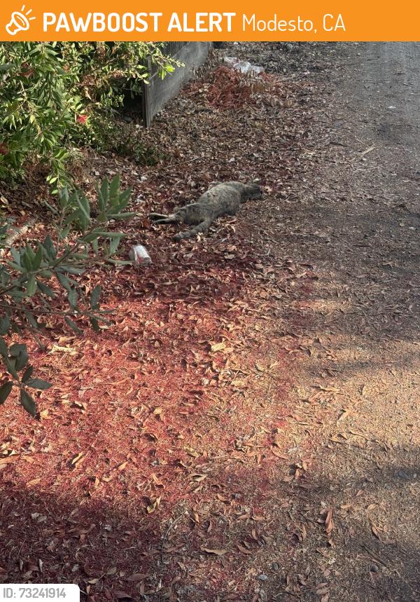 Found/Stray Unknown Cat last seen In alley, north side of rumble, as if hit, Modesto, CA 95350