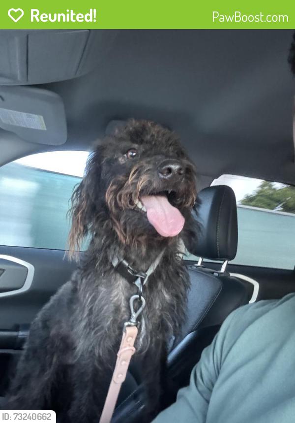Reunited Male Dog last seen Near SW 136th St Cir, Miami, FL 33176, USA, Miami, FL 33176