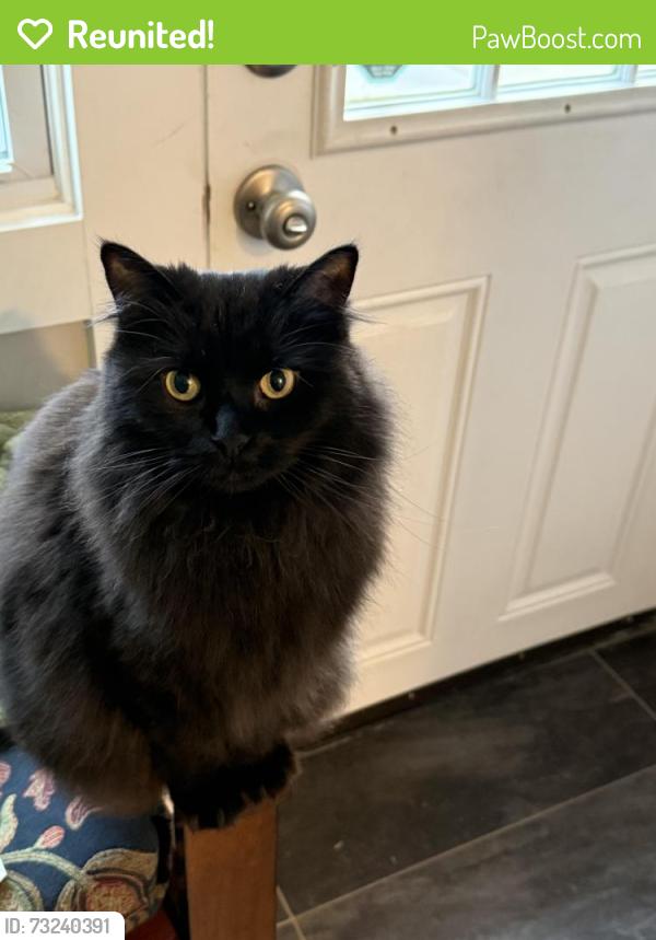 Reunited Female Cat last seen 41st Ave and Oglethorpe St, Hyattsville, MD 20782