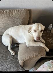 Reunited Female Dog last seen New Braunfels, TX, USA, New Braunfels, TX 78130