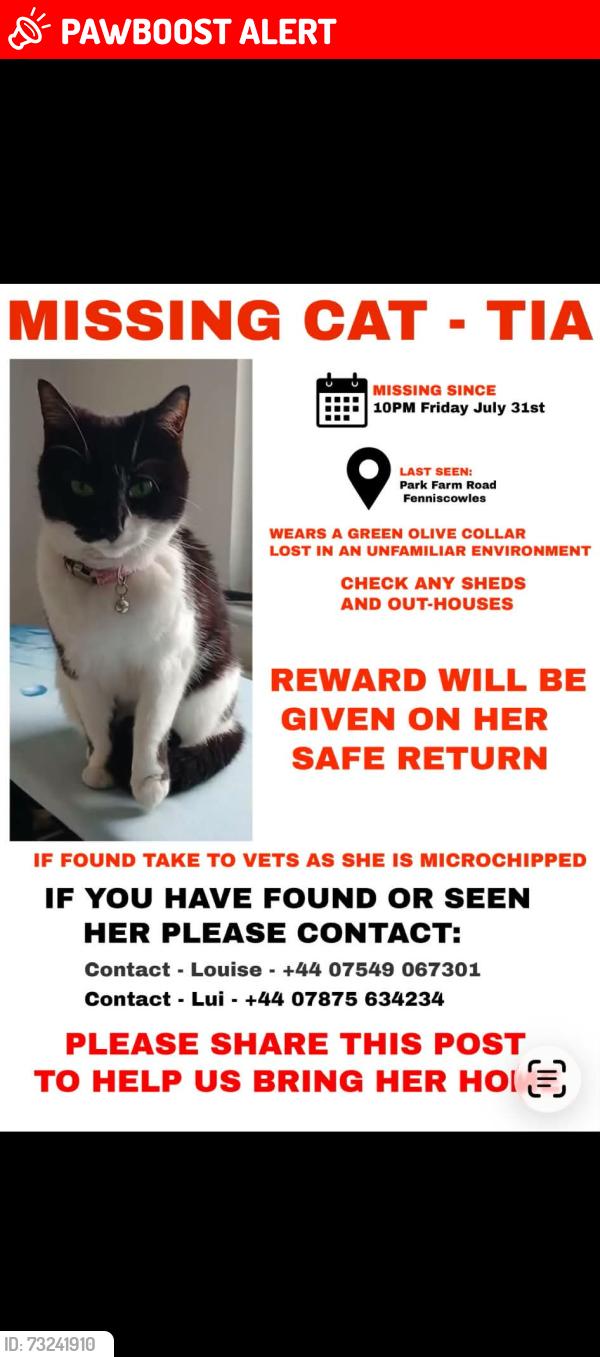 Lost Female Cat last seen Livesey branch road, Blackburn with Darwen, England BB2 5HP