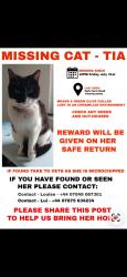 Lost Female Cat last seen Livesey branch road, Blackburn with Darwen, England BB2 5HP