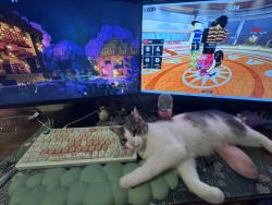 Lost Female Cat last seen Peter Misersky park, Guelph, ON N1E 6R1