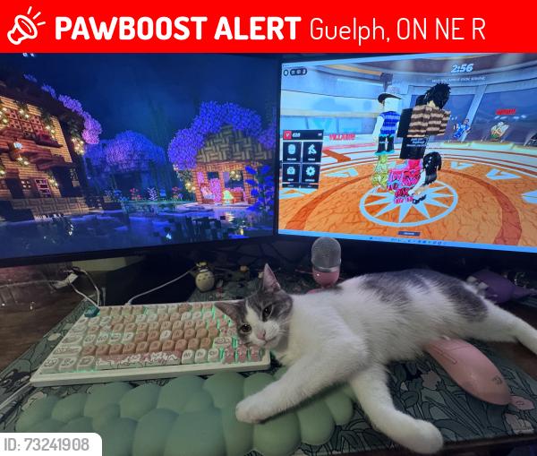 Lost Female Cat last seen Peter Misersky park, Guelph, ON N1E 6R1