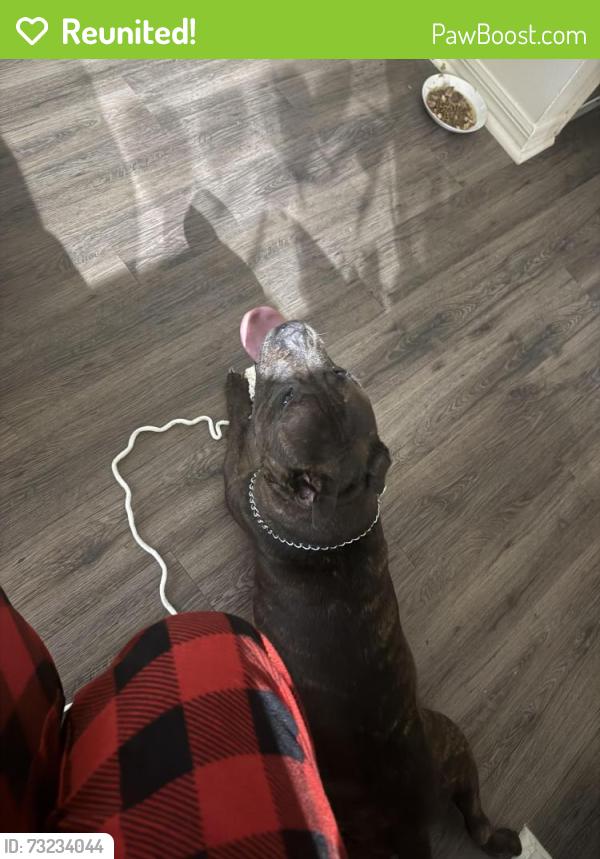 Reunited Male Dog last seen near abernathy lane in cortland mirror lake apmts, Forest City, FL 32703