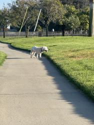 Found/Stray Unknown Dog last seen Liberty park, Cerritos, CA 90703