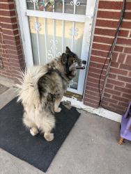 Reunited Unknown Dog last seen San mateo and constitution, Albuquerque, NM 87110