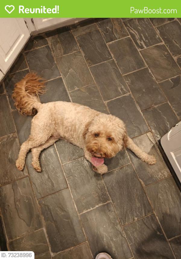 Reunited Female Dog last seen Oak Bluff and post oak, Corinth, TX 76210