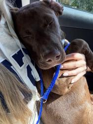 Found/Stray Male Dog last seen Treetop Dr and Surf Scooter Dr/Republican Rd, Fayetteville, NC 28311