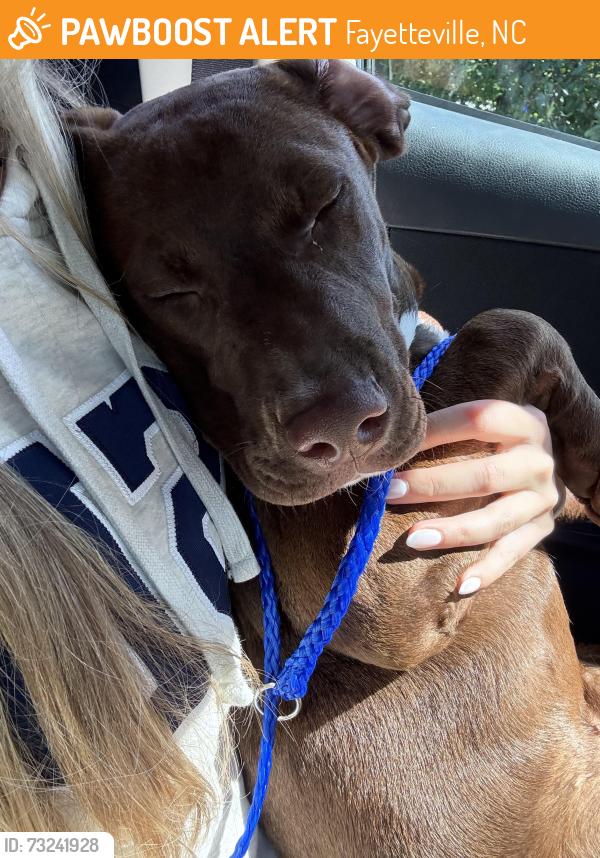 Found/Stray Male Dog last seen Treetop Dr and Surf Scooter Dr/Republican Rd, Fayetteville, NC 28311