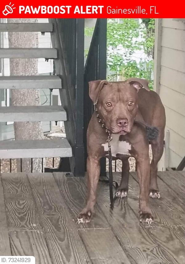 Lost Male Dog last seen Tiger Bay/ Lincoln ests, Gainesville, FL 32601
