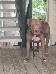 Lost Male Dog last seen Tiger Bay/ Lincoln ests, Gainesville, FL 32601