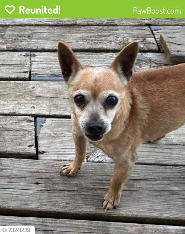 Reunited Male Dog last seen Cricklewood drive, Lexington, KY 40505
