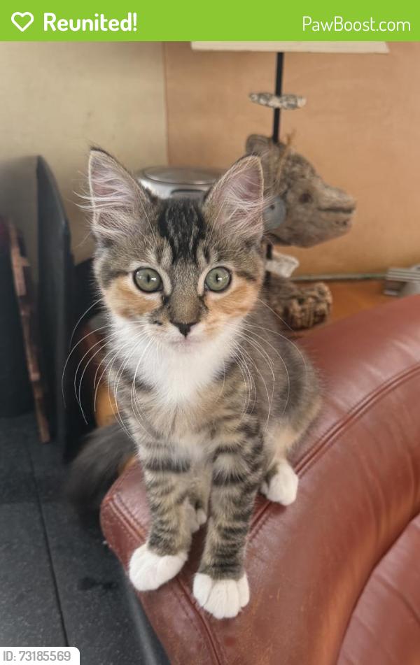 Reunited Female Cat last seen Froude Street, San Diego, CA 92107