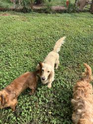 Lost Male Dog last seen Near intersection of Smyre farm road and st James church, Newton, NC 28658