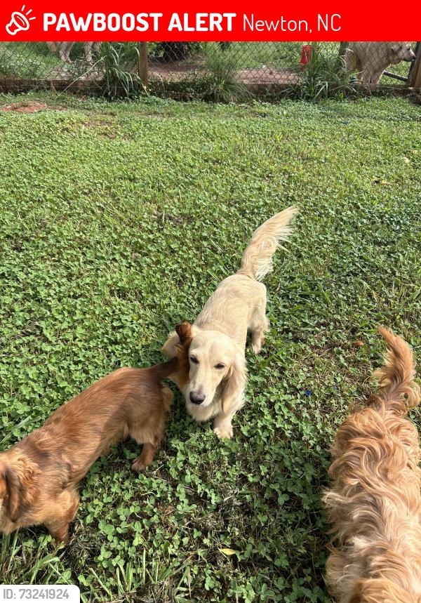 Lost Male Dog last seen Near intersection of Smyre farm road and st James church, Newton, NC 28658