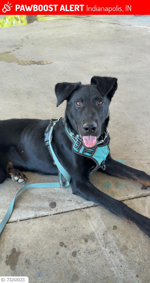 Lost Male Dog last seen N Shadeland ave, Near Ritz Safety, Indianapolis, IN 46226