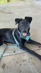 Lost Male Dog last seen N Shadeland ave, Near Ritz Safety, Indianapolis, IN 46226