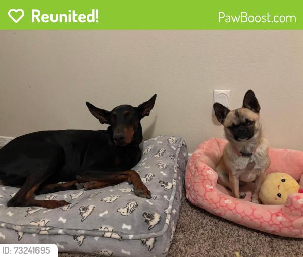 Reunited Male Dog last seen Near Chris forbes, Socorro, TX 79927