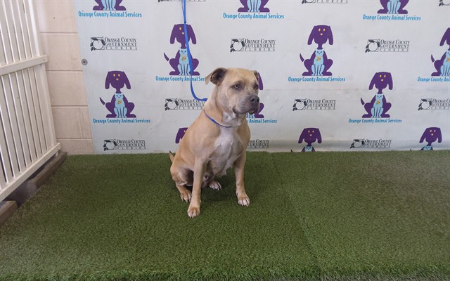 Shelter Stray Female Dog last seen , 2769 Conroy Rd, Orlando, FL 32839, USA