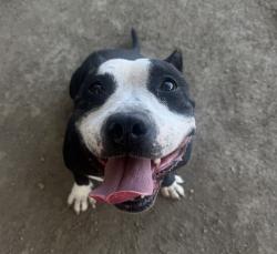 Shelter Stray Female Dog last seen Near BLOCK VAN BUREN BLVD, 6851 Van Buren Boulevard, Jurupa Valley, CA 92509, USA