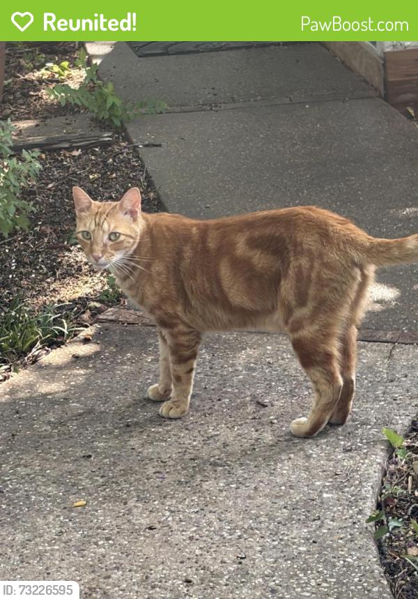 Reunited Female Cat last seen Behind Kroger Bailey Boswell, Fort Worth, TX 76179