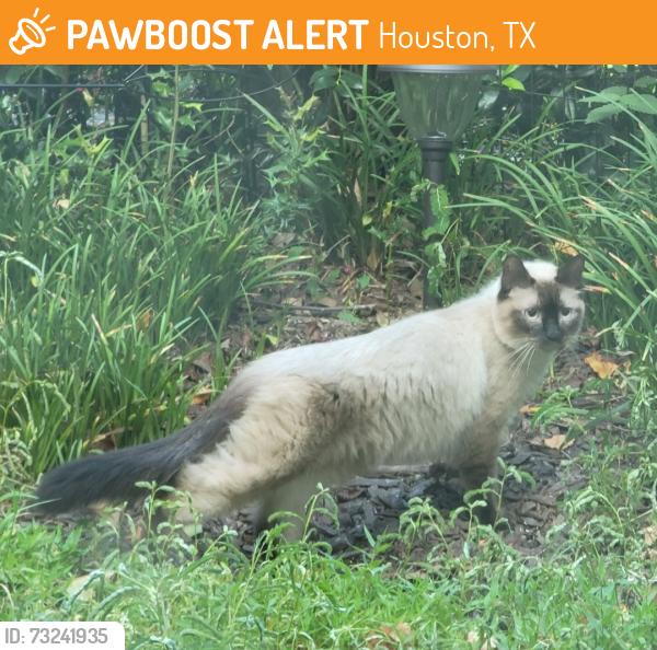 Found/Stray Unknown Cat last seen Near Seattle Slew Dr Apt 3506, Houston, TX 77065