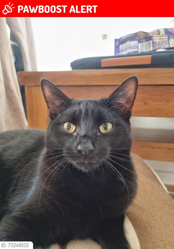 Lost Male Cat last seen Green Hammerton, Green Hammerton, England YO26 8BW
