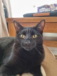 Lost Male Cat last seen Green Hammerton, Green Hammerton, England YO26 8BW