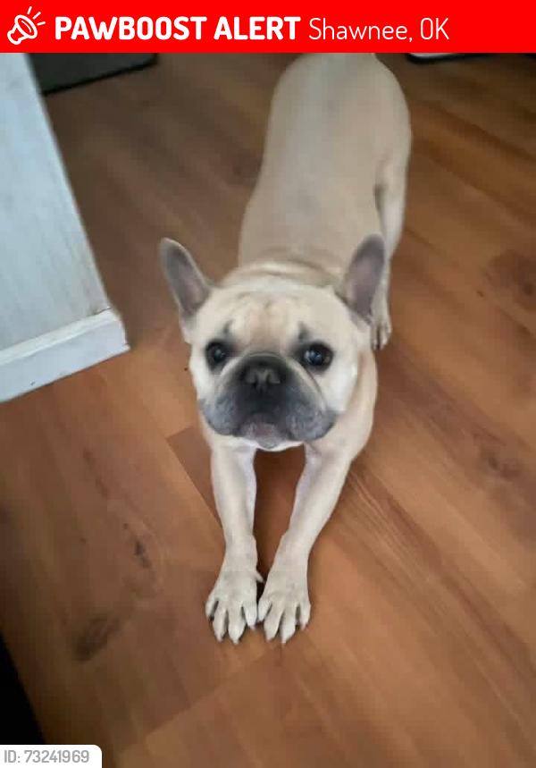 Lost Male Dog last seen Shawnee lake, Shawnee, OK 74801
