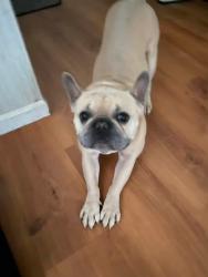 Lost Male Dog last seen Shawnee lake, Shawnee, OK 74801