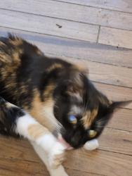 Reunited Female Cat last seen Ryfsnyder rd, Royersford, PA 19468