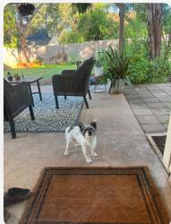 Found/Stray Male Dog last seen William Cannon and South First, Austin, TX 78745