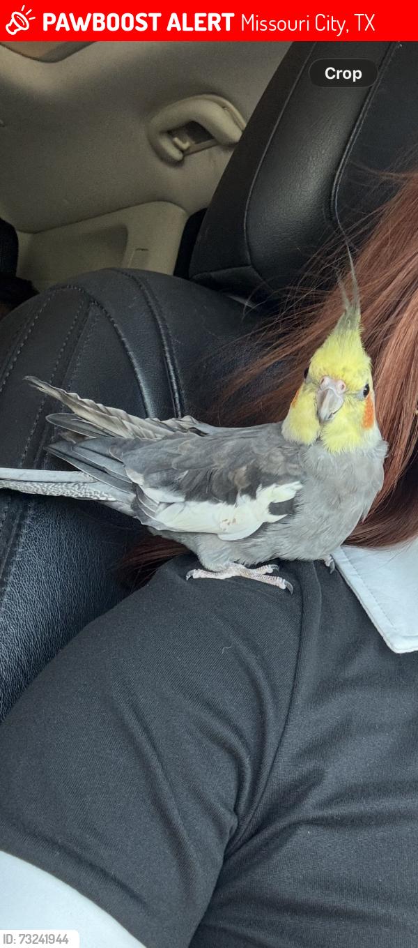Lost Male Bird last seen Rittenmore Dr & Saborwood Dr, Missouri City, TX 77489