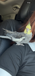 Lost Male Bird last seen Rittenmore Dr & Saborwood Dr, Missouri City, TX 77489