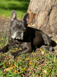 Lost Female Dog last seen Scenic Lake & Summit Hill Dr., Georgetown, TX 78626