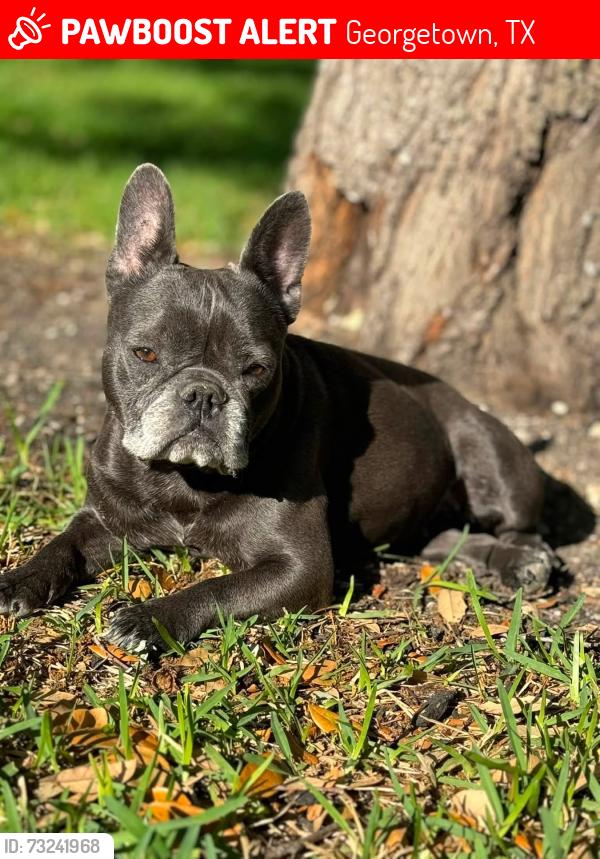 Lost Female Dog last seen Scenic Lake & Summit Hill Dr., Georgetown, TX 78626