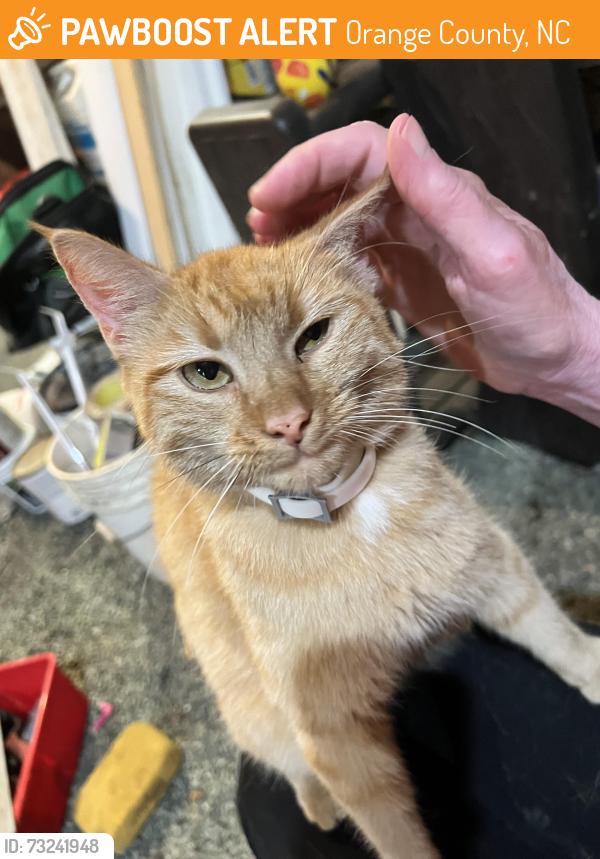 Found/Stray Unknown Cat last seen Walker farm road and Lansdale drive Hillsborough nc, Orange County, NC 27503