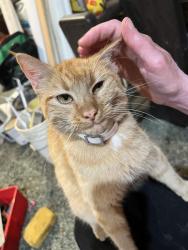 Found/Stray Unknown Cat last seen Walker farm road and Lansdale drive Hillsborough nc, Orange County, NC 27503