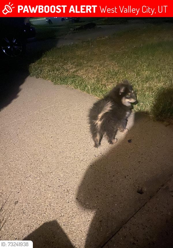 Lost Male Dog last seen Near s 3145 w wvc ut, West Valley City, UT 84119