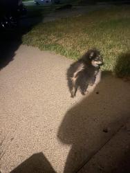 Lost Male Dog last seen Near s 3145 w wvc ut, West Valley City, UT 84119